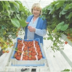 Margaret picking some strawberries