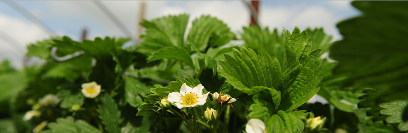 Stawberry Plants
